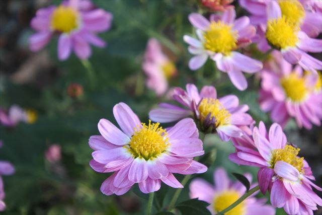 花畑 ピンク 秋