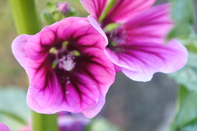 花 ピンク ゼラニウム きれい 秋