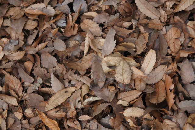 落ち葉 枯れ葉 秋 茶色