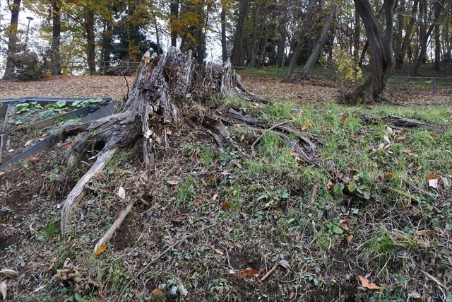 大木 切り株 古い 秋