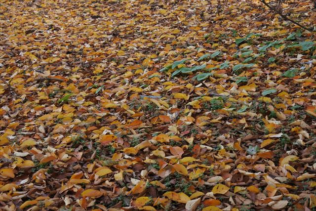 落ち葉 枯れ葉 秋 紅葉
