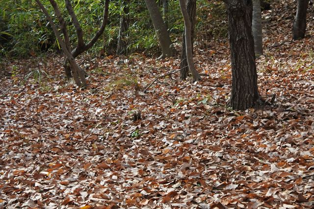 落ち葉 枯れ葉 森林 公園 秋