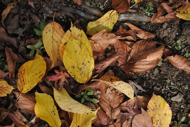 落ち葉 枯れ葉 黄色 茶色 紅葉 秋