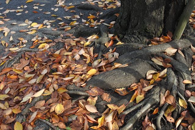 紅葉 落ち葉 枯れ葉 大木 根 秋