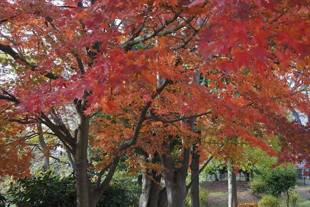 もみじ かえで 大木 公園 森林 紅葉 楓 秋