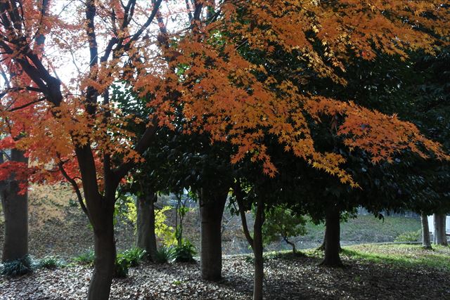 紅葉 秋 公園 森 林