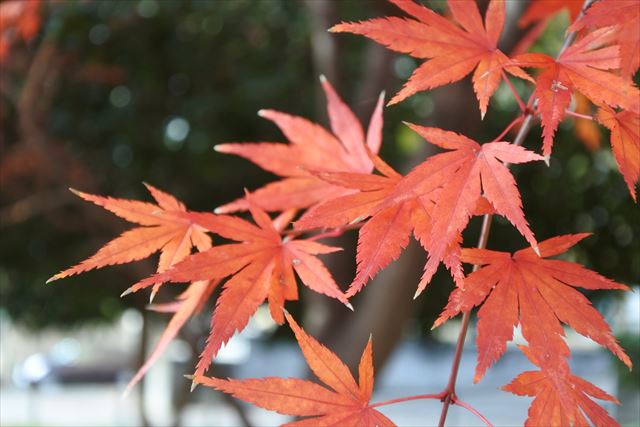 もみじ かえで 秋 赤 きれい 紅葉 楓