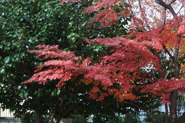 紅葉 もみじ 秋