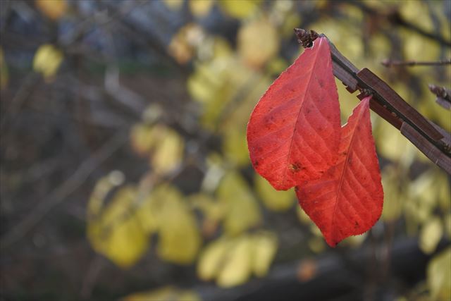 紅葉 赤 寂しい 秋
