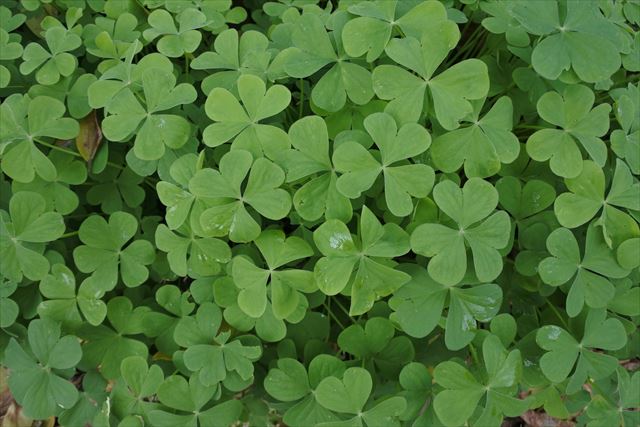 クローバー 緑 一面 道端