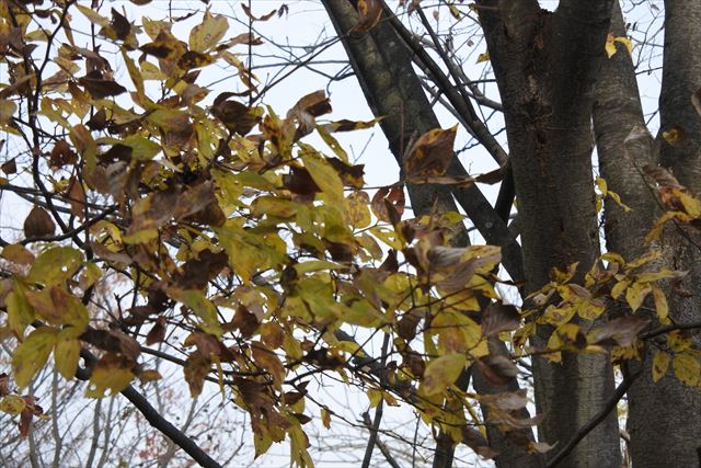 紅葉 秋 枯れ葉 黄色 晩秋