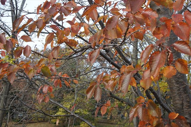 紅葉 赤 公園 枯れ葉 秋