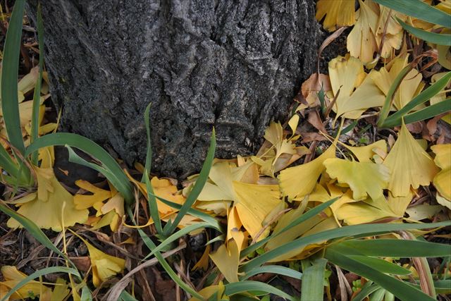 イチョウ 大木 秋紅葉 落ち葉 枯れ葉