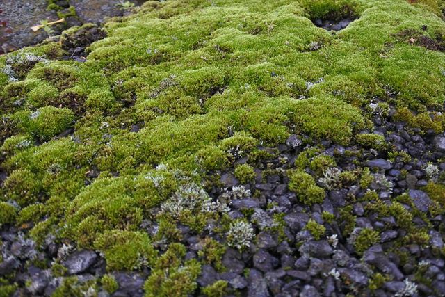 苔 アスファルト 緑 コケ