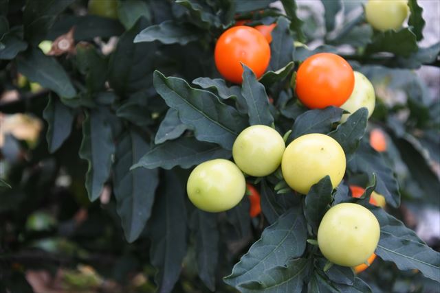 赤 オレンジ 実 秋