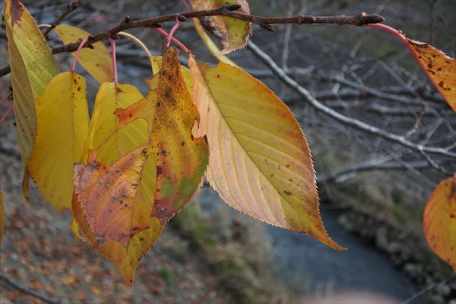 紅葉 黄色 枯れ葉 秋