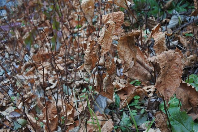 枯れ ボロボロ 秋 冬