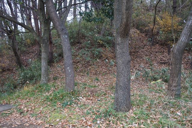 公園 雑木林 寒い 曇り 冬 寂しい 大木