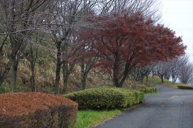 公園 散歩 曇り 寂しい 孤独 道 秋 赤