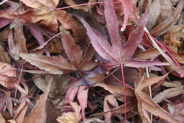 秋 紅葉 落ち葉 枯れ葉 赤 楓