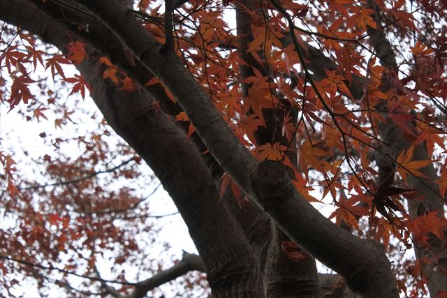 楓 紅葉 大木 赤 秋