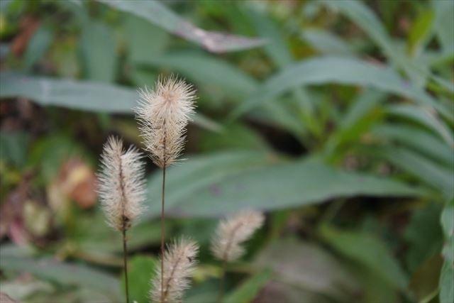 雑草 フワフワ 綿毛 道端 冬 茶色 ふわふわ