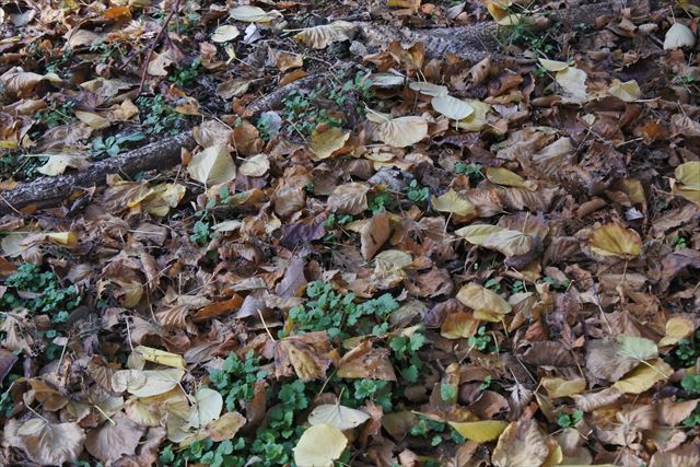 紅葉 落ち葉 枯れ葉 秋 冬