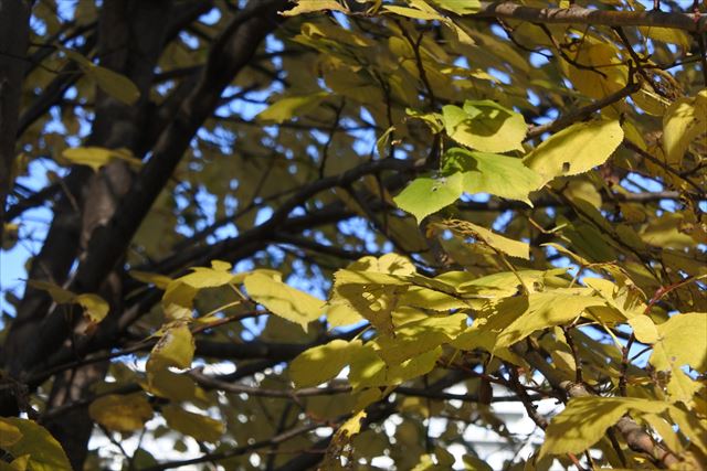 紅葉 黄色 秋 青空