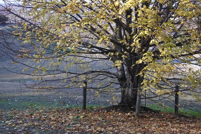 紅葉 黄色 秋 公園