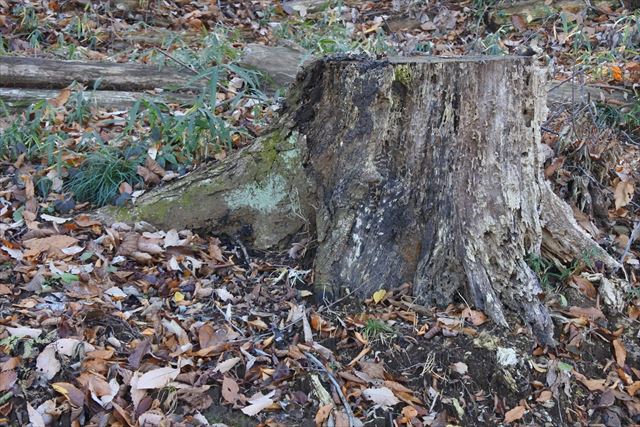 切り株 落ち葉 枯れ葉 秋 冬 古い 森林 公園