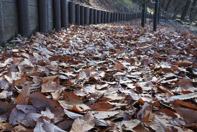 公園 散歩 道 坂 落ち葉 枯れ葉 秋 冬