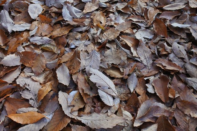 落ち葉 枯れ葉 秋 冬