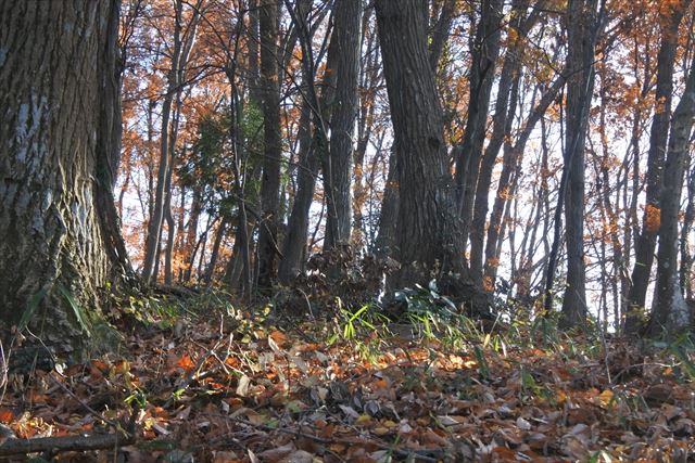 森林 大木 落ち葉 冬 公園 秋