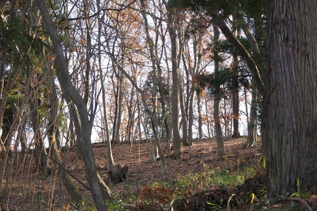 森林 大木  冬 公園 秋