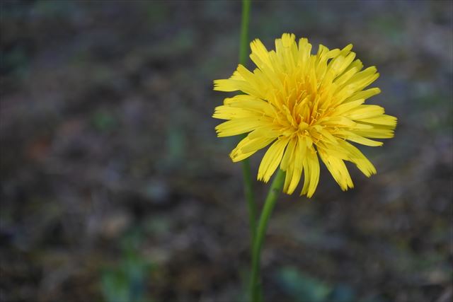 たんぽぽ 花 かわいい きれい 黄色