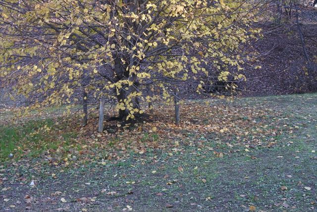 紅葉 黄色 公園 大木 森林 秋 冬 青空 雲