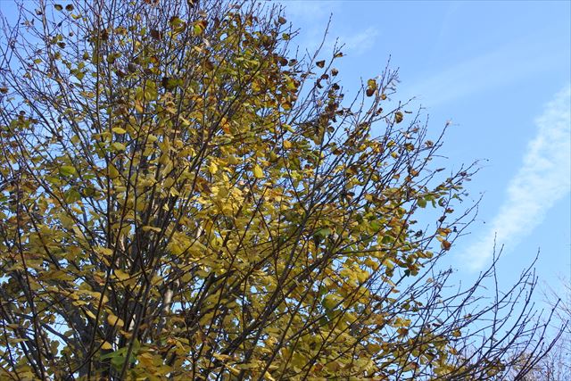 紅葉 黄色 大木 森林 公園 秋 冬 青空 雲