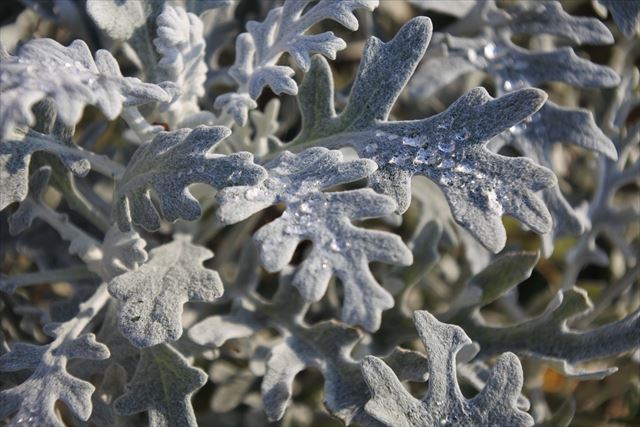 クリスマス 葉 白