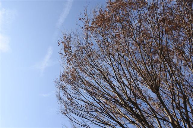 大木 紅葉 枯れ葉 林 公園 秋 冬 青空 雲