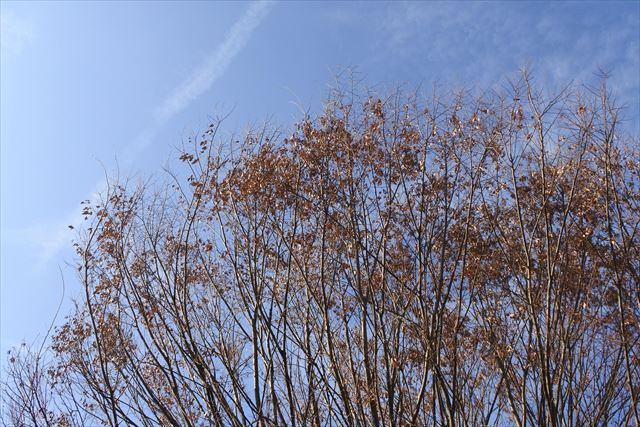 林 紅葉 枯れ葉 秋 冬 青空 雲 大木