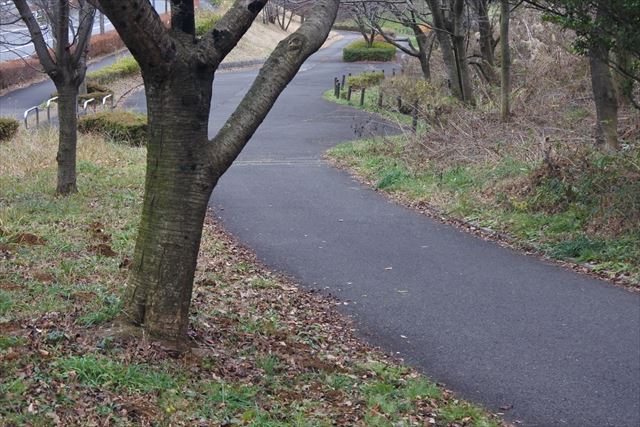 公園 遊歩道 大木 落ち葉 枯れ葉 秋 冬 アスファルト