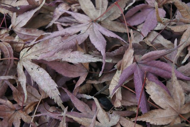 紅葉 落ち葉 枯れ葉 秋 冬