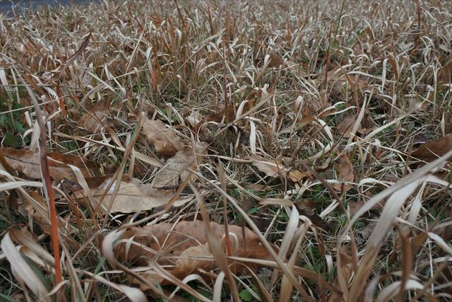 野原 枯れてる 荒れてる 落ち葉 枯れ葉 冬