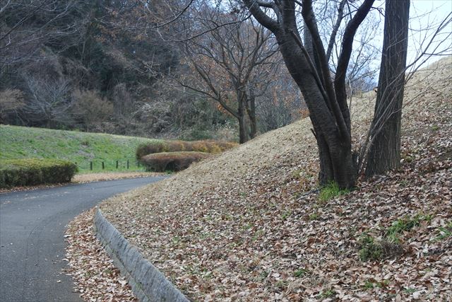公園 遊歩道 落ち葉 枯れ葉 アスファルト 大木 芝生 秋 冬