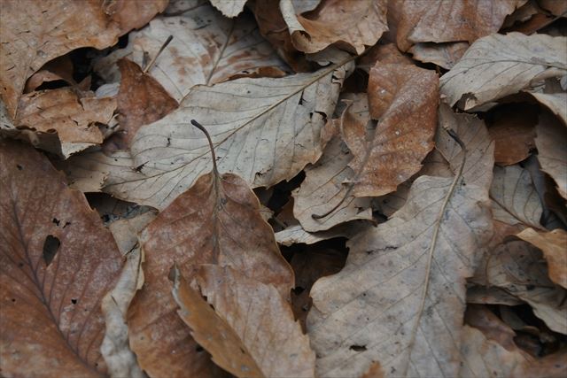秋 落ち葉 枯れ葉 冬