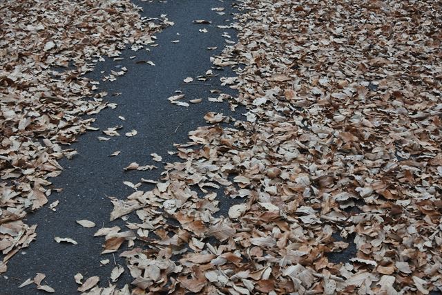 落ち葉 枯れ葉 アスファルト 敷き詰められた 冬 秋