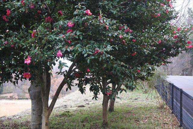 椿 赤 ピンク 花 秋 冬 公園