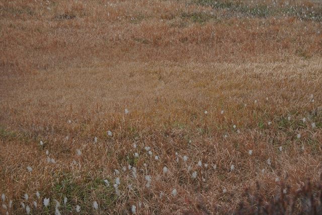 すすき 野原 秋 冬 寒い 広い