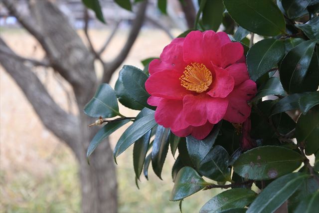 椿 きれい 赤 ピンク 花 秋 冬