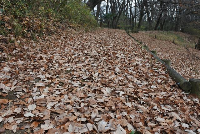 落ち葉 枯れ葉 公園 森林 遊歩道 冬 秋